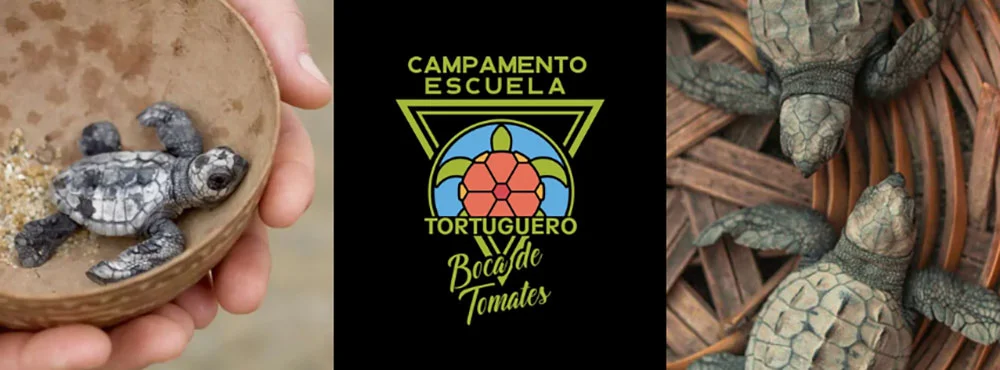 Sea Turtle Release Puerto Vallarta